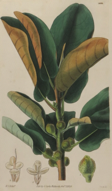 Curtis, Botanical Magazine